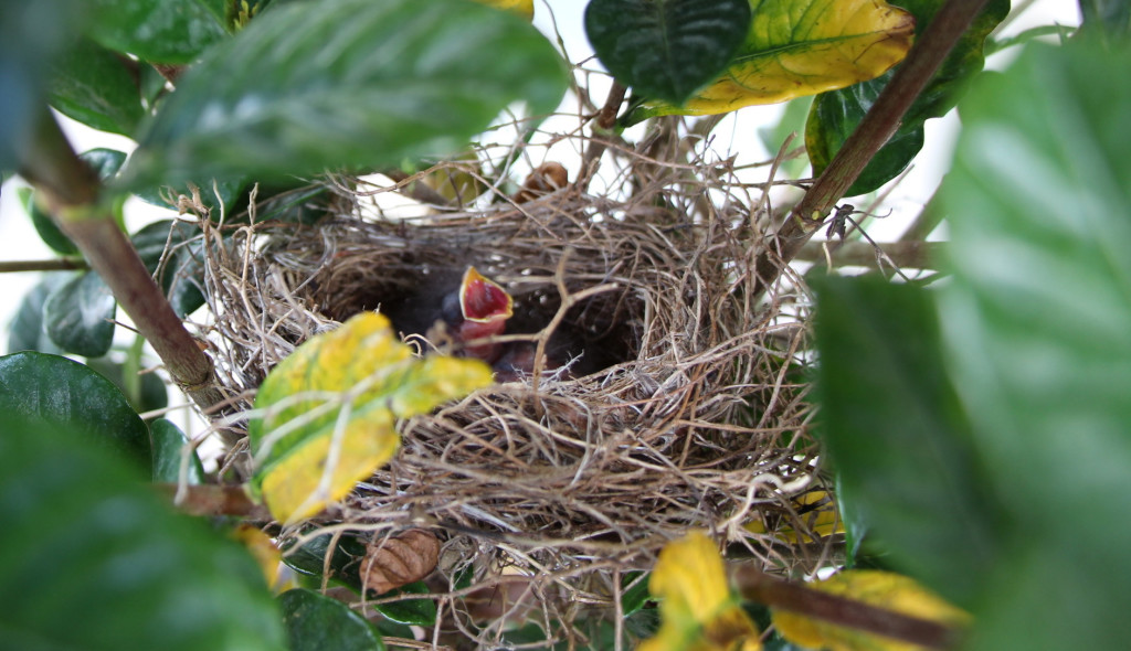 babybirds