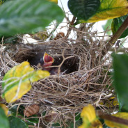 Baby birds