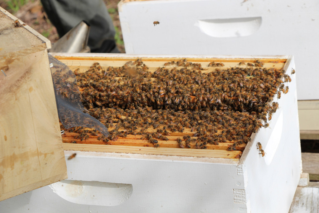 hivingbees
