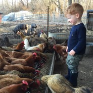 Backyard Chickens for Eggs