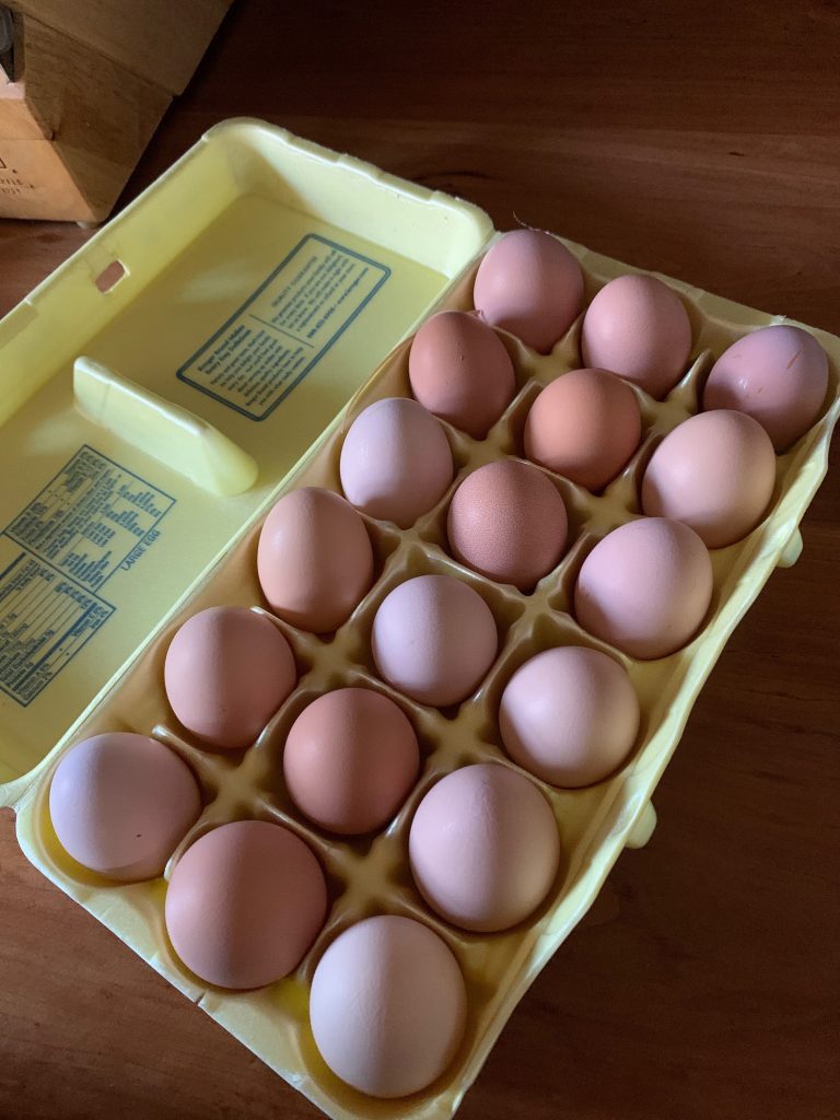 Backyard Chickens for Eggs Hall's Hill Farms